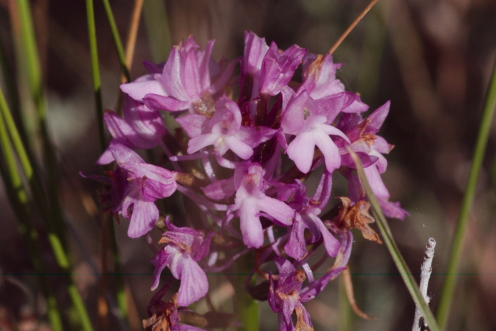 Anacamptis pyramidalis image