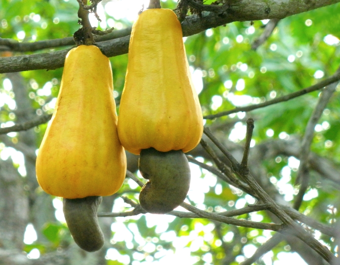 Anacardium occidentale image
