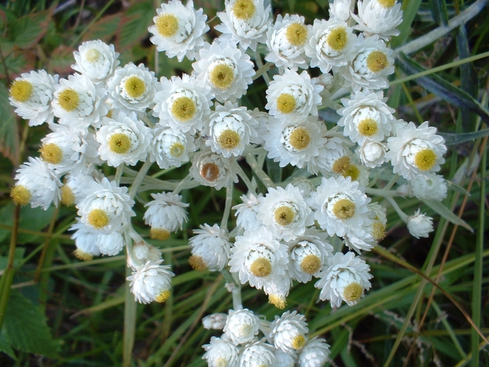 Anaphalis margaritacea image