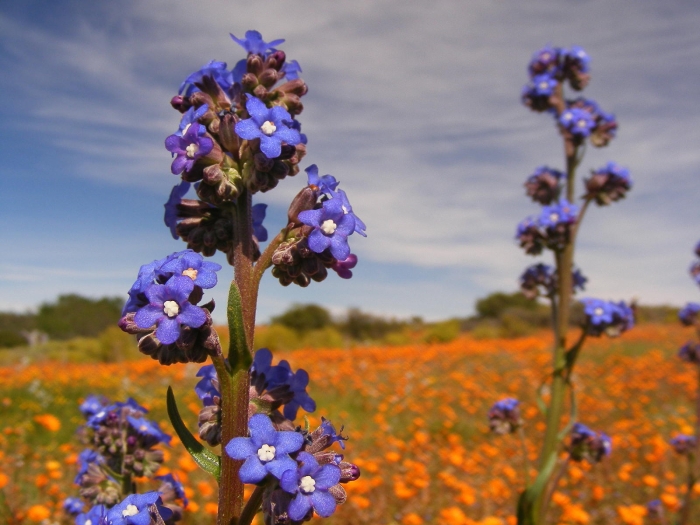 Anchusa capensis image