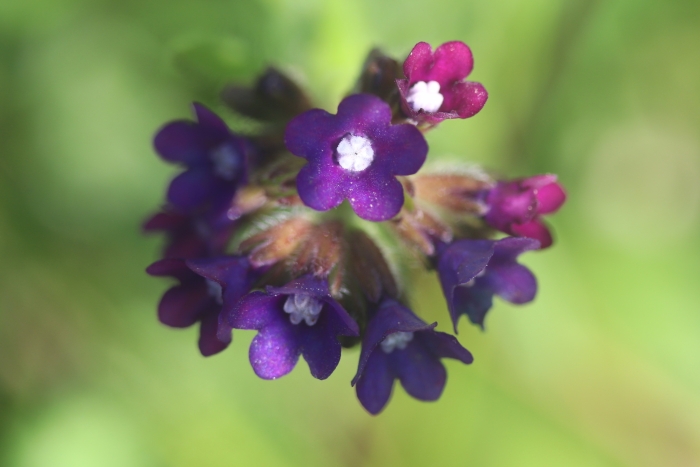 Anchusa officinalis image