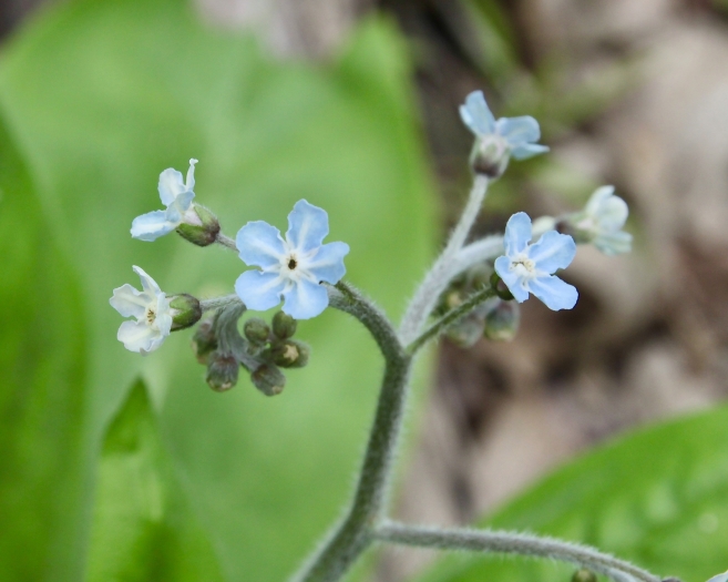 Andersonglossum virginianum image