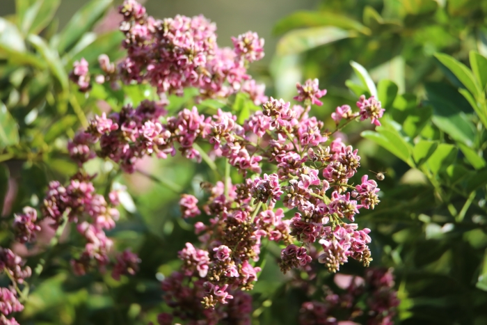 Andira inermis image