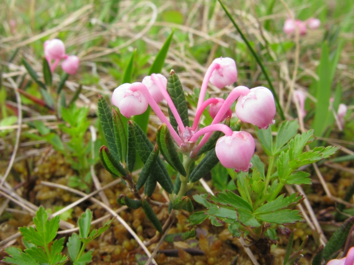 Andromeda polifolia image