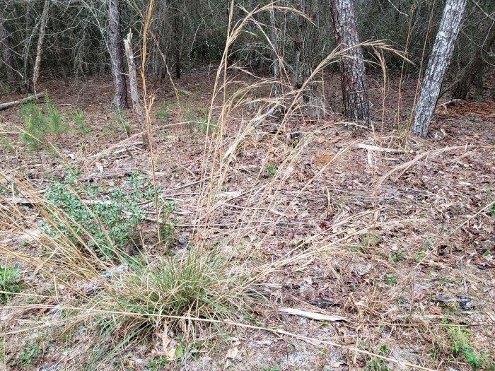 Andropogon brachystachyus image