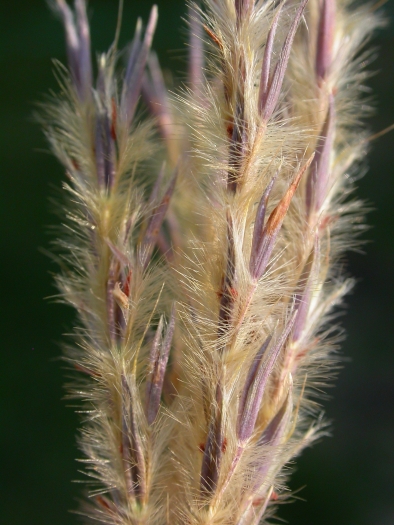 Andropogon hallii image