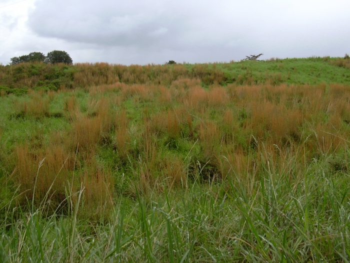 Andropogon leucostachyus image