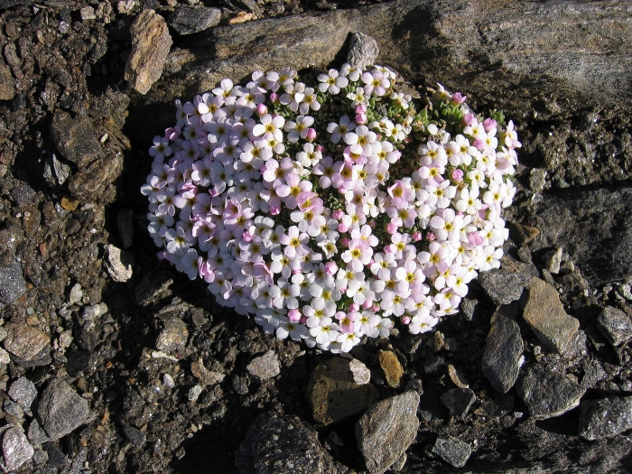 Androsace alpina image