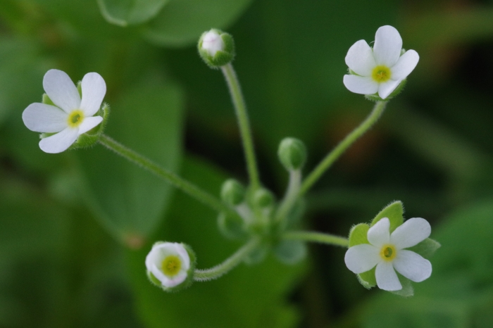 Androsace umbellata image
