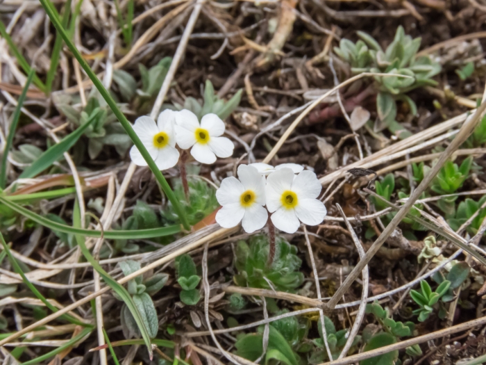 Androsace villosa image