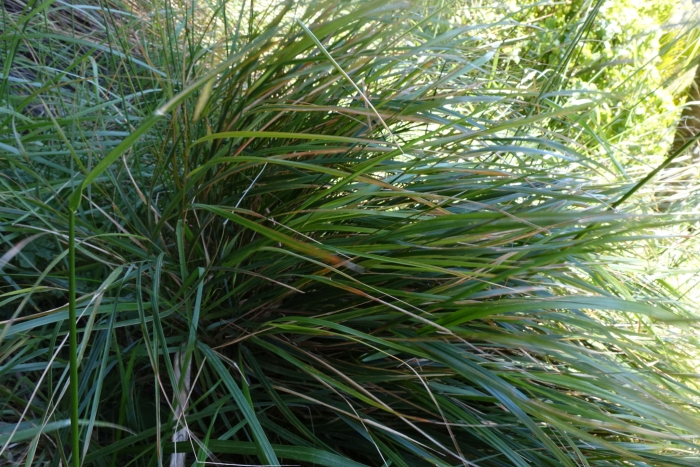 Anemanthele lessoniana image