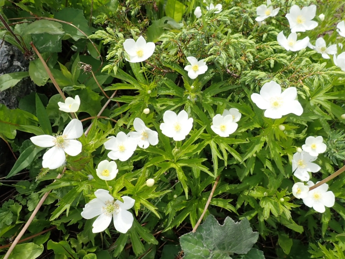 Anemonastrum canadense image