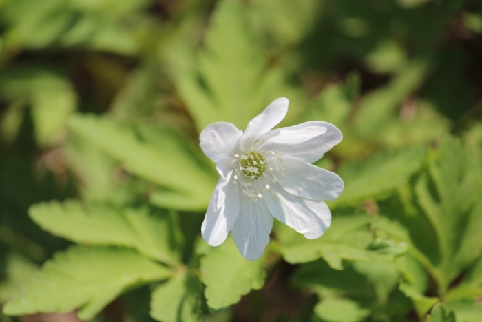 Anemone altaica image