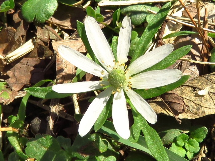 Anemone berlandieri image