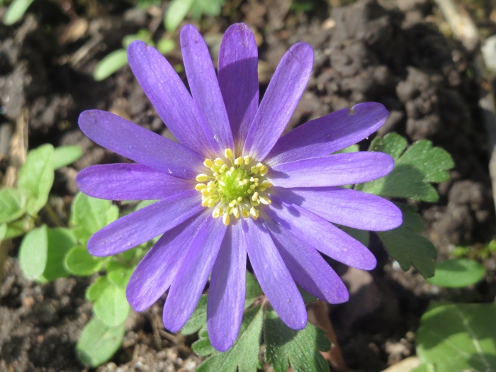 Anemone blanda image