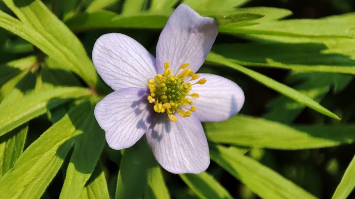 Anemone caerulea image