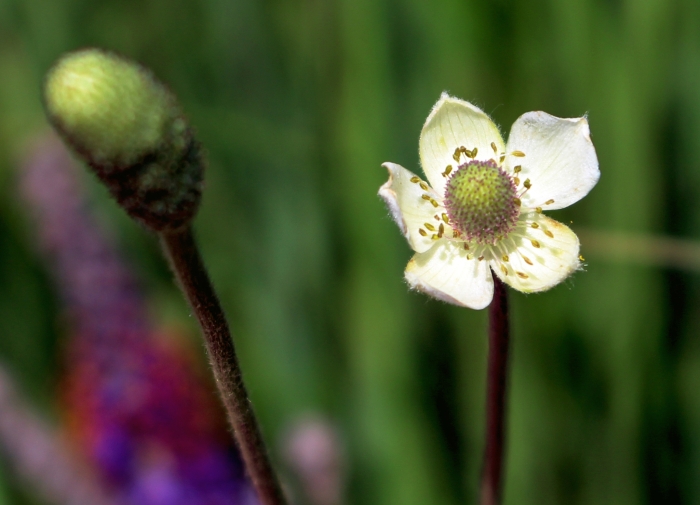 Anemone cylindrica image
