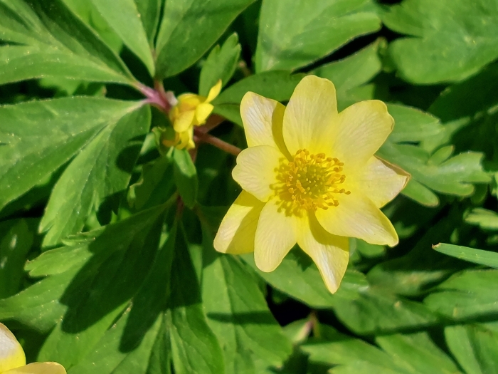 Anemone ×lipsiensis image