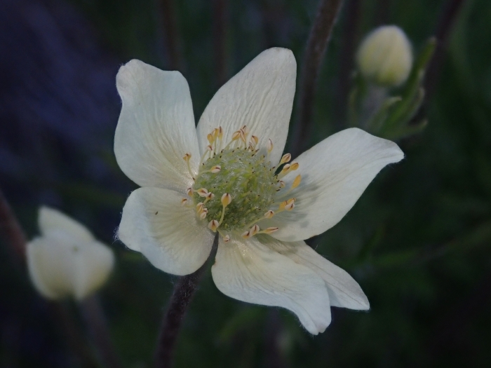 Anemone multifida image