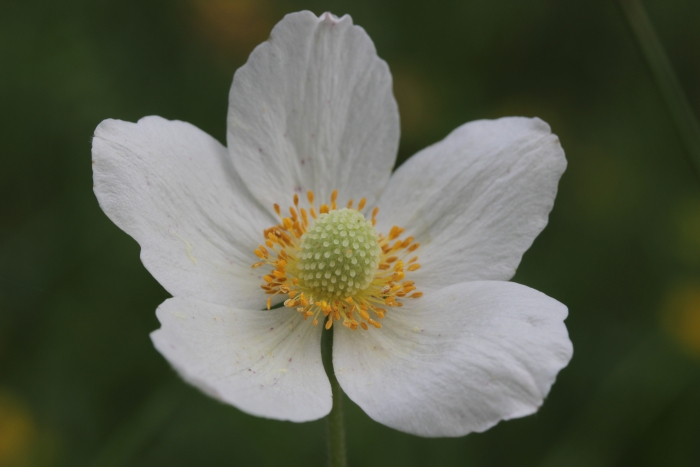 Anemone sylvestris image