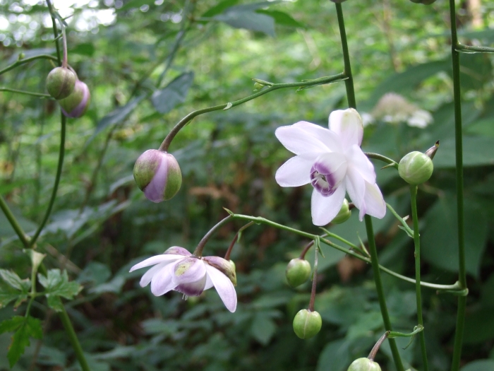 Anemonopsis macrophylla image