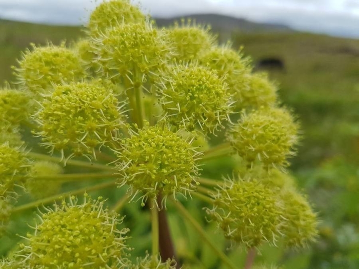 Angelica archangelica image