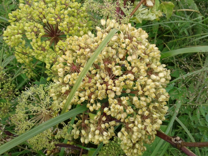 Angelica atropurpurea image
