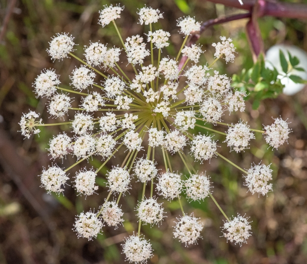 Angelica californica image