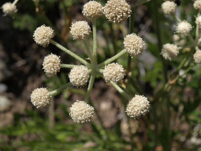 Angelica capitellata image