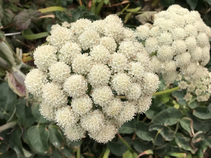 Angelica hendersonii image