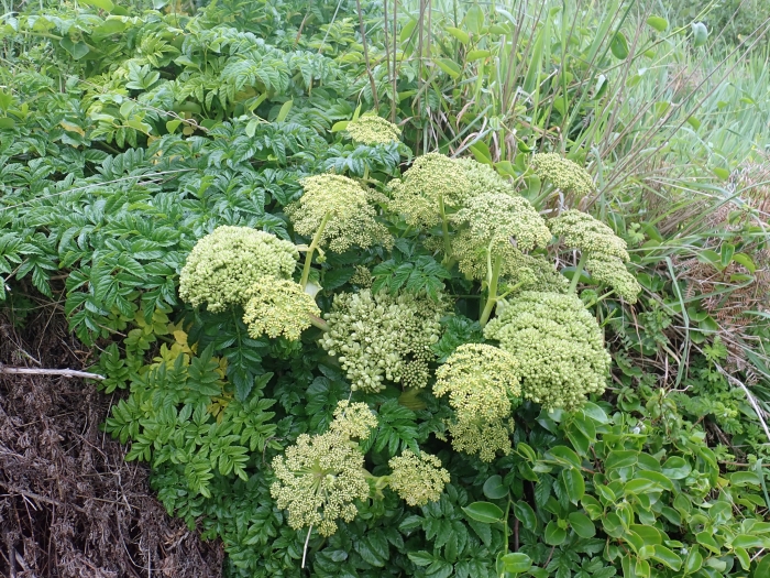 Angelica pachycarpa image