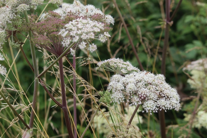 Angelica sylvestris image