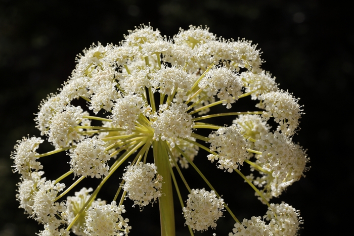 Angelica tomentosa image