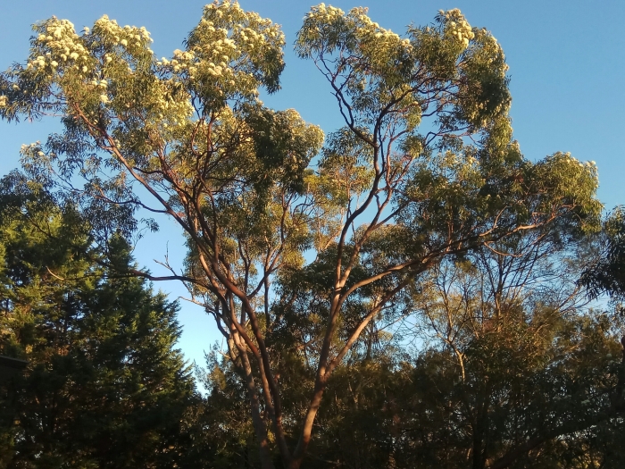 Angophora costata image