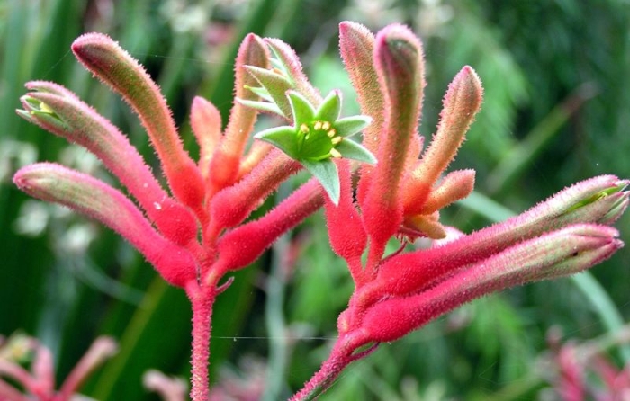 Anigozanthos flavidus image