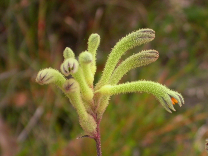 Anigozanthos viridis image