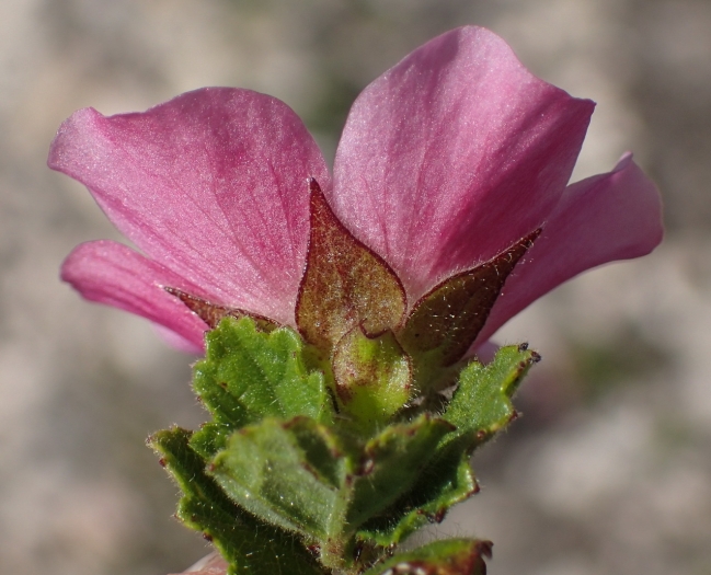 Anisodontea scabrosa image