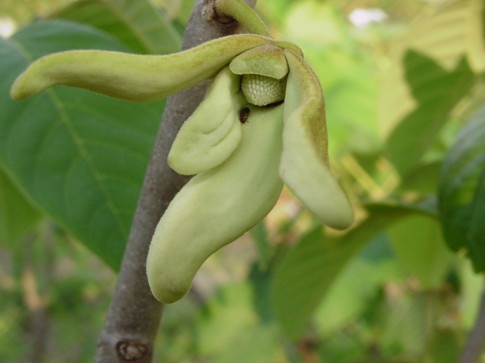 Annona cherimola image