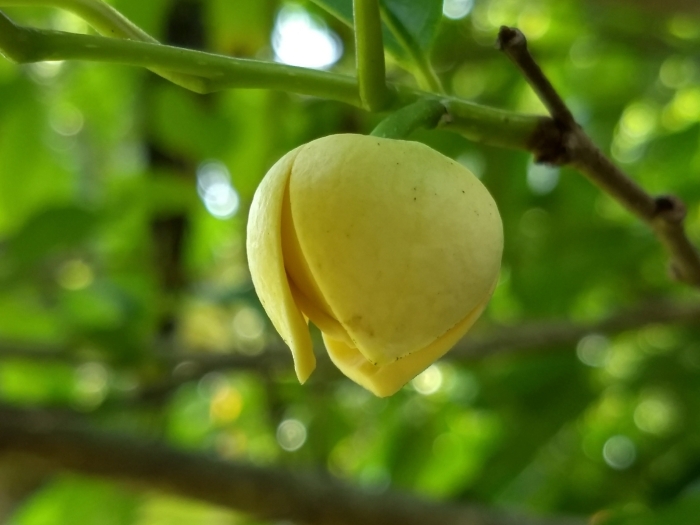Annona glabra image
