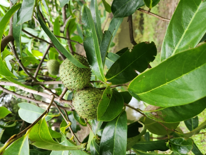 Annona montana image