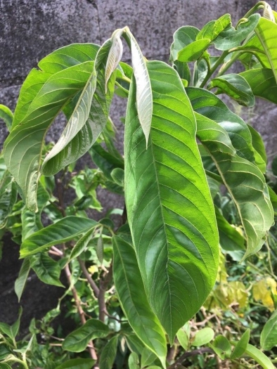 Annona mucosa image