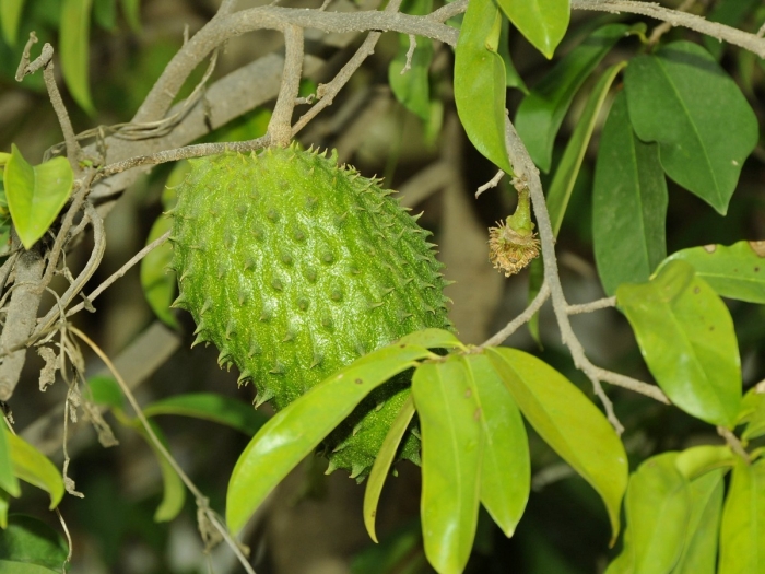 Annona muricata image