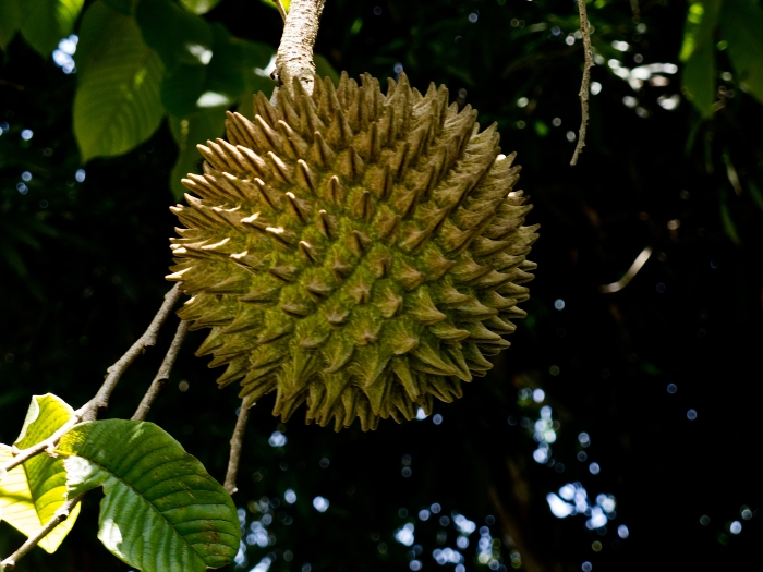 Annona purpurea image
