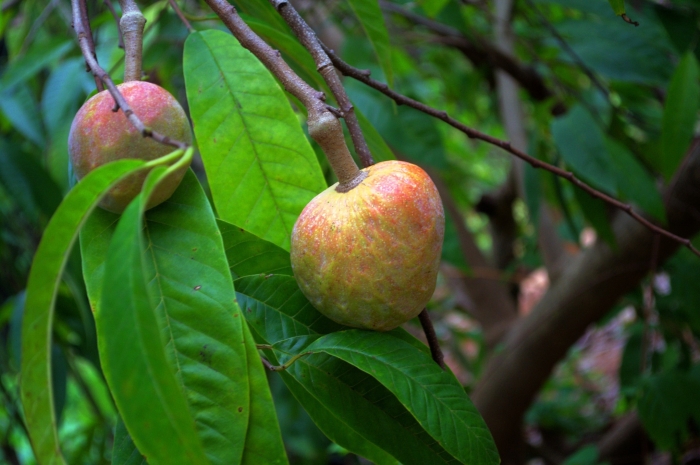 Annona reticulata image