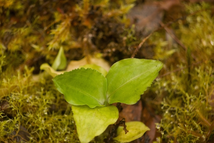 Anoectochilus sandvicensis image