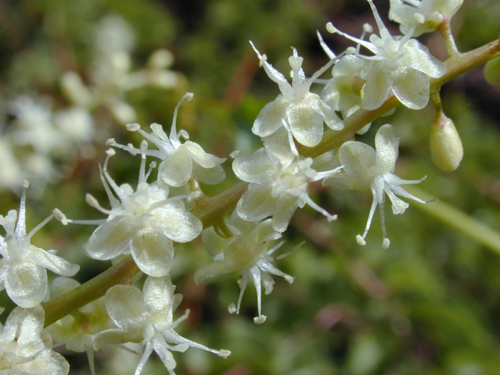 Anredera cordifolia image