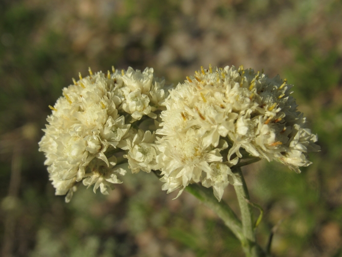 Antennaria anaphaloides image