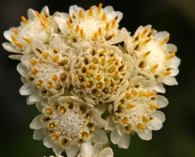 Antennaria corymbosa image