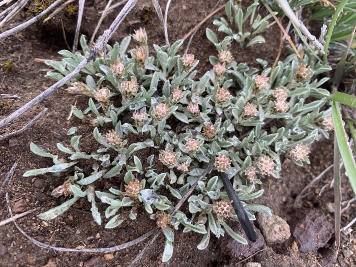 Antennaria dimorpha image
