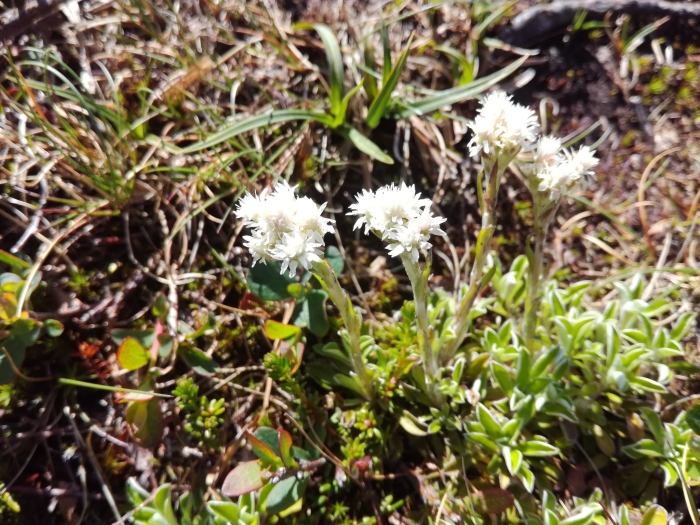Antennaria dioica image